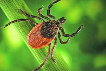 Как защититься от клещей